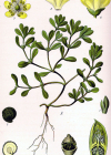 Einzelbild 1 Gemüse-Portulak - Portulaca oleracea