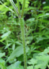 Einzelbild 2 Hecken-Kälberkropf - Chaerophyllum temulum