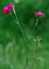 Einzelbild 4 Heide-Nelke - Dianthus deltoides