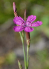 Einzelbild 7 Heide-Nelke - Dianthus deltoides