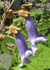 Einzelbild 5 Blauglockenbaum - Paulownia tomentosa