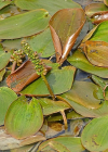 Einzelbild 5 Schwimmendes Laichkraut - Potamogeton natans