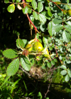 Einzelbild 1 Duft-Rose - Rosa elliptica