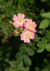Einzelbild 1 Wein-Rose - Rosa rubiginosa