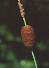 Einzelbild 4 Zwerg-Rohrkolben - Typha minima