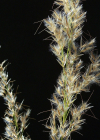 Einzelbild 3 Raugras - Achnatherum calamagrostis
