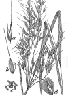 Einzelbild 4 Raugras - Achnatherum calamagrostis