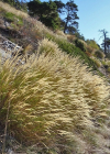 Einzelbild 7 Raugras - Achnatherum calamagrostis