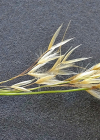 Einzelbild 8 Raugras - Achnatherum calamagrostis