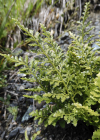 Einzelbild 1 Keilblättriger Streifenfarn - Asplenium cuneifolium