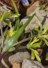 Einzelbild 6 Acker-Gelbstern - Gagea villosa