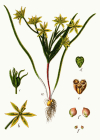 Einzelbild 8 Acker-Gelbstern - Gagea villosa