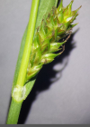 Einzelbild 2 Langgliederige Segge - Carex distans