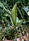 Einzelbild 2 Gemeine Natterzunge - Ophioglossum vulgatum