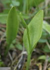 Einzelbild 7 Gemeine Natterzunge - Ophioglossum vulgatum