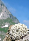 Einzelbild 8 Schweizer Mannsschild - Androsace helvetica