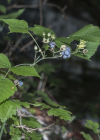 Einzelbild 8 Blaue Brombeere - Rubus caesius