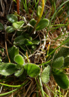 Einzelbild 8 Zwerg-Gänsekresse - Arabis bellidifolia